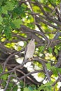 Levant Sparrowhawk Royalty Free Stock Photo