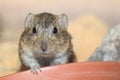 Levant vole Royalty Free Stock Photo