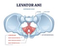 Levator ani muscle group location and lesser pelvis bones outline diagram