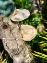 Mushroom tree stump Bonita Springs Florida Royalty Free Stock Photo