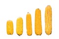 Levels of corn