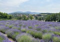 Levender field near Sopron city in Hungary Royalty Free Stock Photo