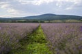 Levender field purple aromatic flowers near Nova Zagora, provence in Bulgaria Royalty Free Stock Photo