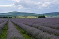 Levender field purple aromatic flowers near Nova Zagora, provence in Bulgaria Royalty Free Stock Photo
