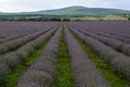 Levender field purple aromatic flowers near Nova Zagora, provence in Bulgaria Royalty Free Stock Photo