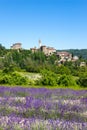 Levender field with the Sale San Giovanni village on the background, Cuneo Province, Pidmont, Italy Royalty Free Stock Photo