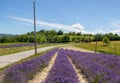 Levender fields in Sale San Giovanni, Cuneo province, Pidmont, Italy Royalty Free Stock Photo