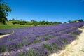 Levender fields in Sale San Giovanni, Cuneo province, Piedmont, Italy Royalty Free Stock Photo