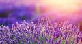 Levender flowers on the field at sunset Royalty Free Stock Photo