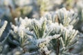 Lavender with rime frost and snow