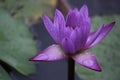 Levendor color lotus very rare in the world
