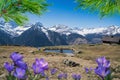 Leventina valley in the frame of crocuses and coniferous branches Royalty Free Stock Photo