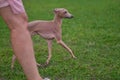 Leverette dog runs along the green grass close-up Royalty Free Stock Photo