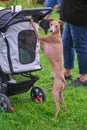 Leverette dog standing on his hind legs holding on to the baby c Royalty Free Stock Photo