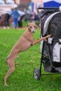 Leverette dog standing on his hind legs holding on to the baby c Royalty Free Stock Photo