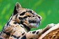 Levhart / Neofelis nebulosa / Clouded leopard Royalty Free Stock Photo