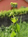 Levisticum officinale, commonly called lovage plant in the garden, leaves and flower, future seeds in my organic garden