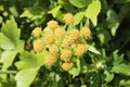 Levisticum officinale, commonly called lovage plant in the garden, leaves and flower, future seeds in my organic garden