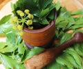 Levisticum officinale, commonly called lovage plant,herbs, spice, leaves and yellow flowers, seeds, preparing for spice grinder