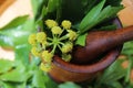 Levisticum officinale, commonly called lovage plant,herbs, spice, leaves and yellow flowers, seeds, preparing for spice grinder