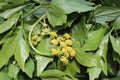 Levisticum officinale, commonly called lovage plant,herbs, spices, leaves and yellow flowers, seeds, preparing for drying