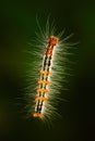 Levitate caterpillar with bristles. caterpillar from Sri Lanka, Asia. caterpillar in the nature green habitat. Wildlife scene from