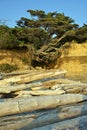 Levitating Beach Tree