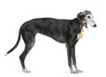 Levrier espagnol, 8 years old, standing Royalty Free Stock Photo