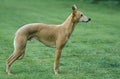 Male Whippet Dog standing on Lawn Royalty Free Stock Photo