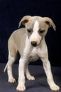 LEVRIER WHIPPET Royalty Free Stock Photo