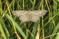 Lewes moth Scopula immorata