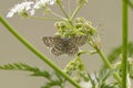 Lewes wave (Scopula immorata) on a Cow parsley.