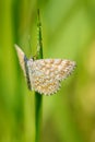 Lewes Wave - Scopula immorata