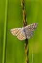 Lewes Wave - Scopula immorata