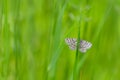 Lewes Wave - Scopula immorata