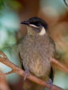 Lewin's Honeyeater Royalty Free Stock Photo