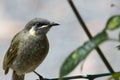 Lewin`s Honeyeater in Australia Royalty Free Stock Photo