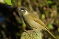 Lewin`s Honeyeater in Australia Royalty Free Stock Photo