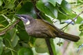 Lewin\'s Honeyeater Royalty Free Stock Photo