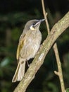 Lewin\'s Honeyeater endemic to Australia Royalty Free Stock Photo