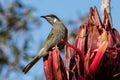 Lewin`s Honeyeater