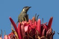 Lewin`s Honeyeater Royalty Free Stock Photo