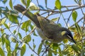 Lewin`s Honeyeater in Queensland Australia