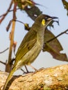 Lewin\'s Honeyeater in Queensland Australia