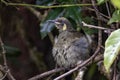 Lewin`s Honeyeater in Queensland Australia Royalty Free Stock Photo