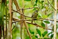 Lewin`s honeyeater siting down on the twig. Royalty Free Stock Photo