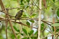 Lewin`s honeyeater siting down on the twig. Royalty Free Stock Photo