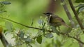 a lewin's honeyeater starting to feed on flowers