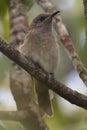 Lewins`s Honeyeater Royalty Free Stock Photo