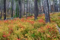 Lewis and Clark National Forest - Montana